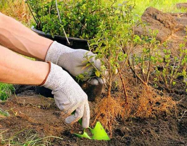 Plantar buxos de raízes nuas