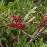 Pistácia, Pistacia: plantação, manutenção