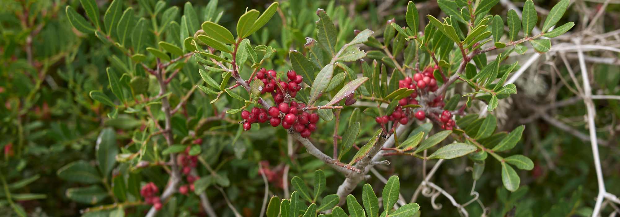 Pistácia, Pistacia: plantação, manutenção