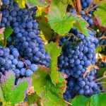 Poda da videira: um gesto essencial para obter uvas abundantes