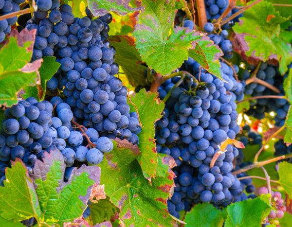 Poda da videira: um gesto essencial para obter uvas abundantes