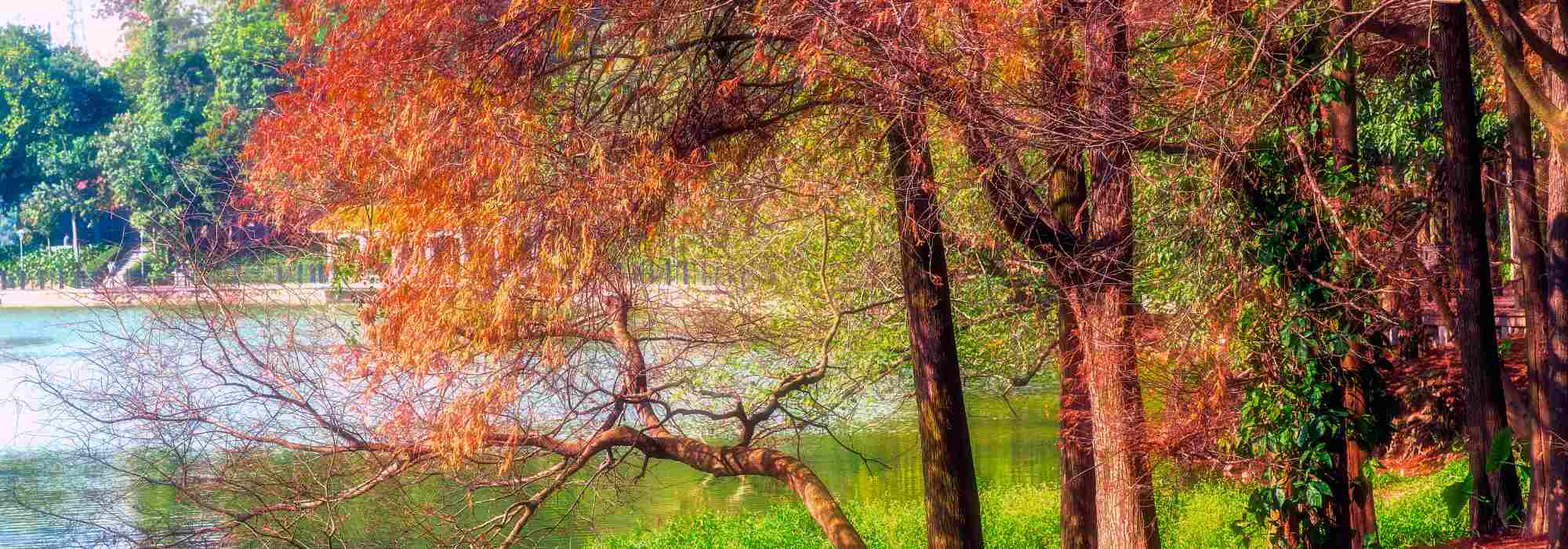 Taxodium: plantação, cultivo e manutenção