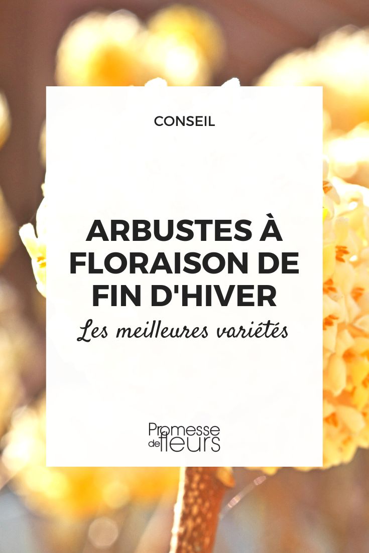 Arbustos de floração no final do inverno