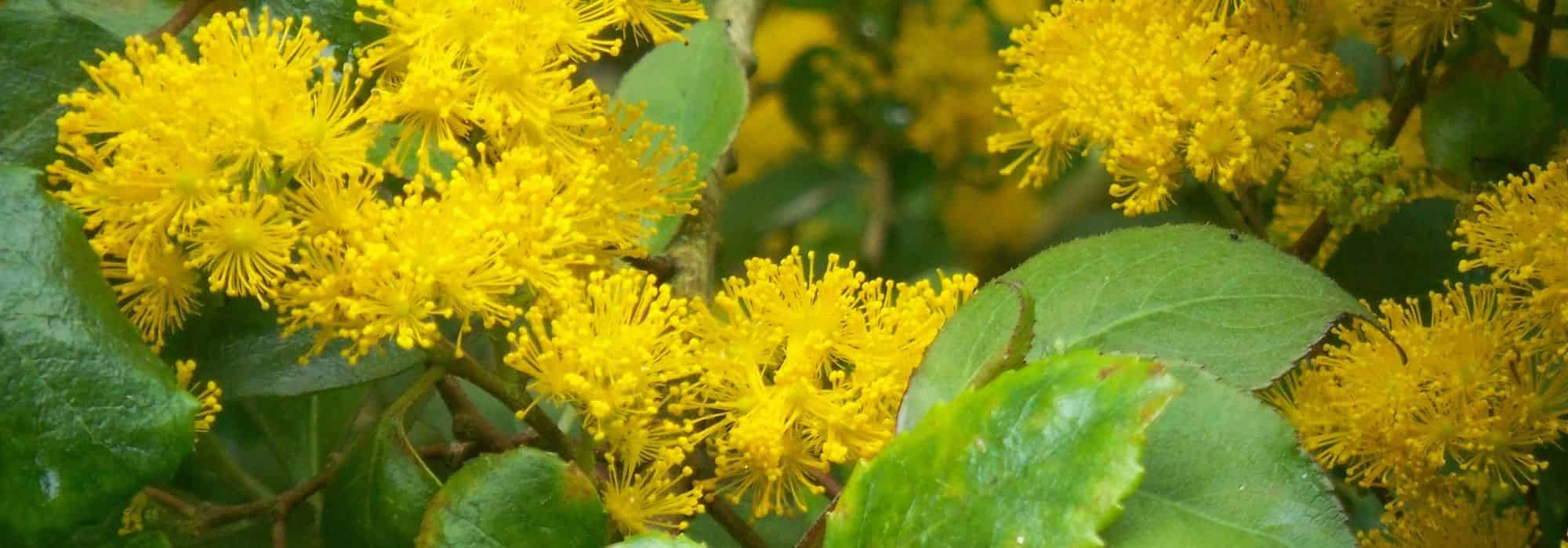 Cultivar a mimosa-do-Chile em vaso