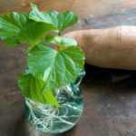 Como fazer germinar e tirar estacas de batata-doce?