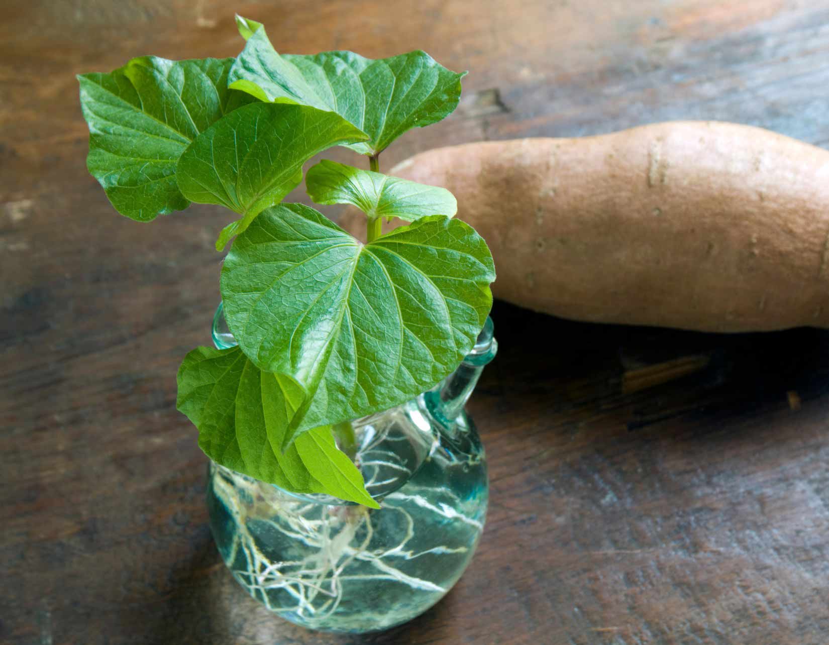 Como fazer germinar e tirar estacas de batata-doce?