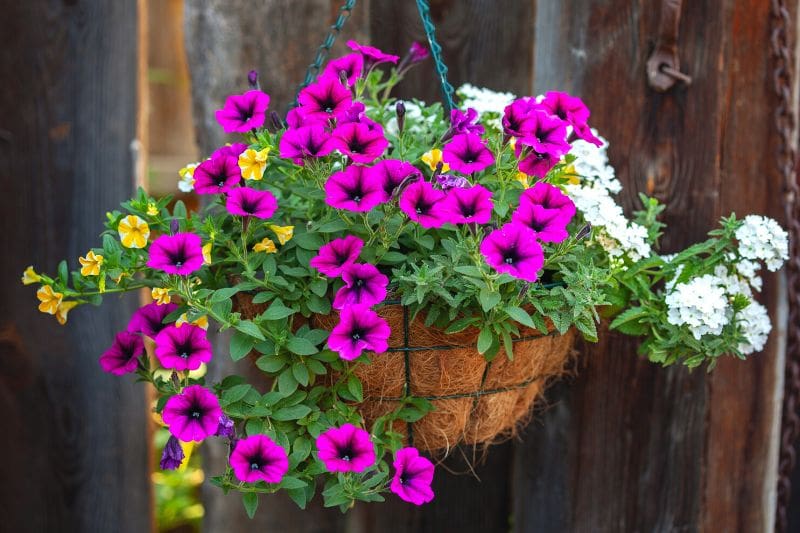 Como fazer uma suspensão de flores?
