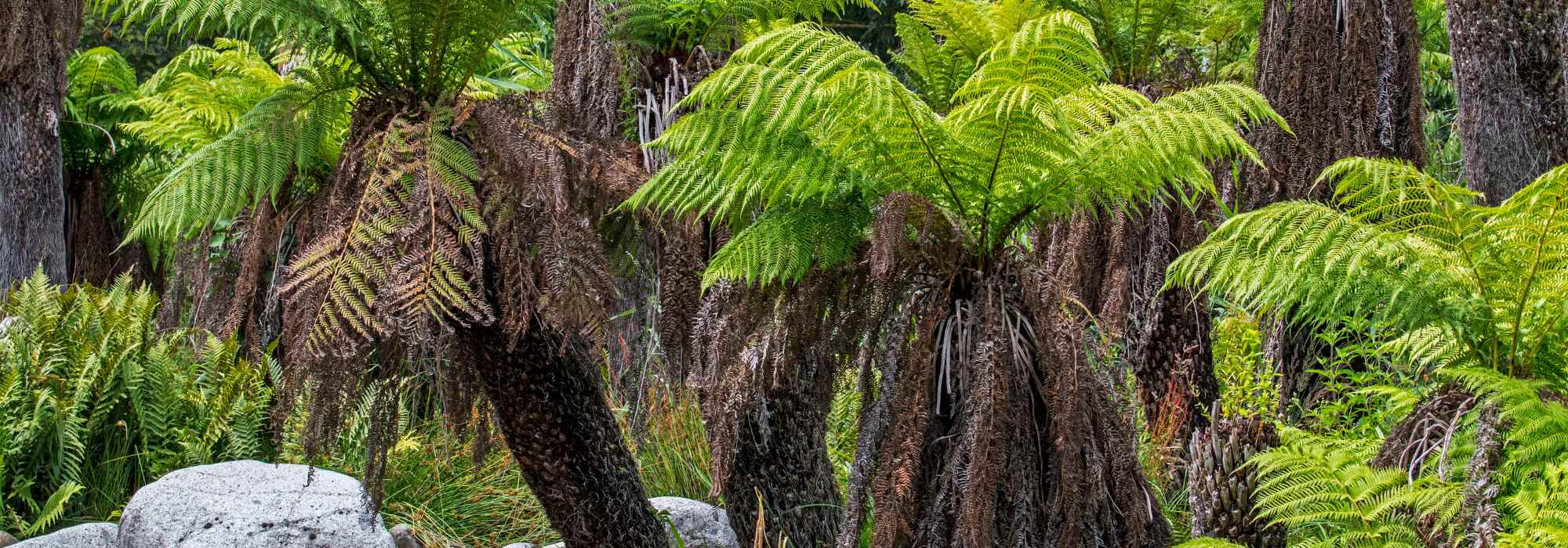 Como determinar a rusticidade de uma planta?