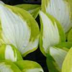9 Hostas resistentes às lesmas