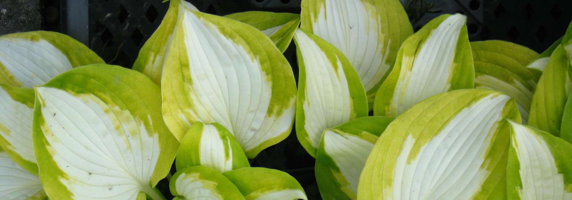 9 Hostas resistentes às lesmas