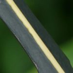 Escolher um Pseudopanax