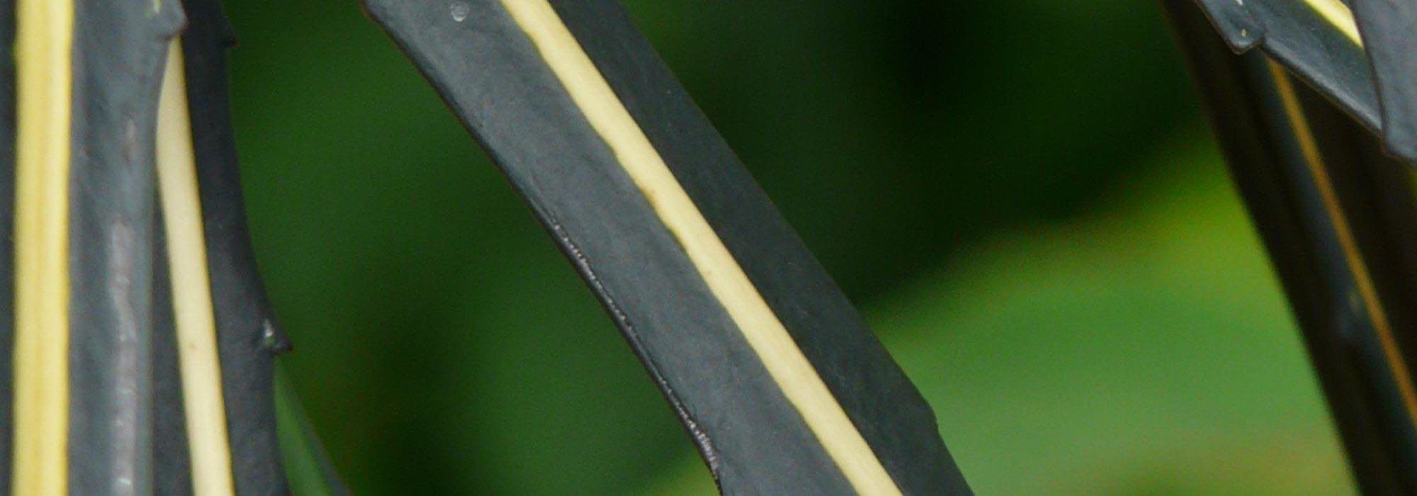 Escolher um Pseudopanax