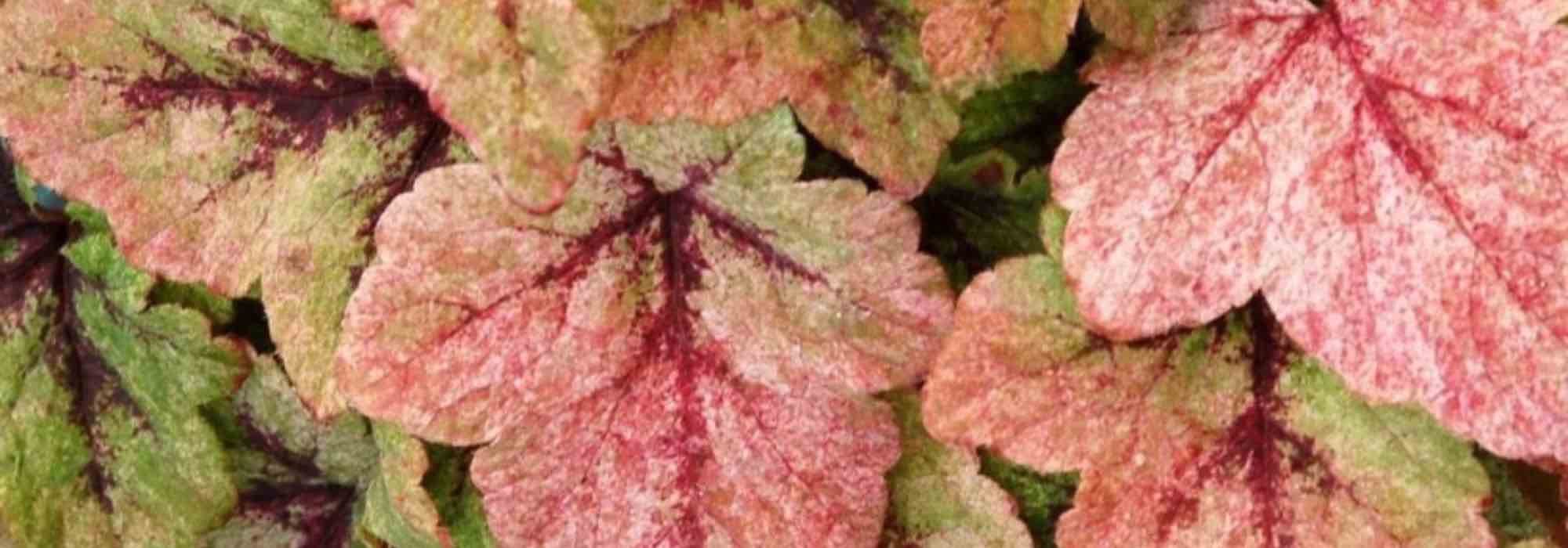 Plantas perenes de cobertura com folhagem persistente e decorativa