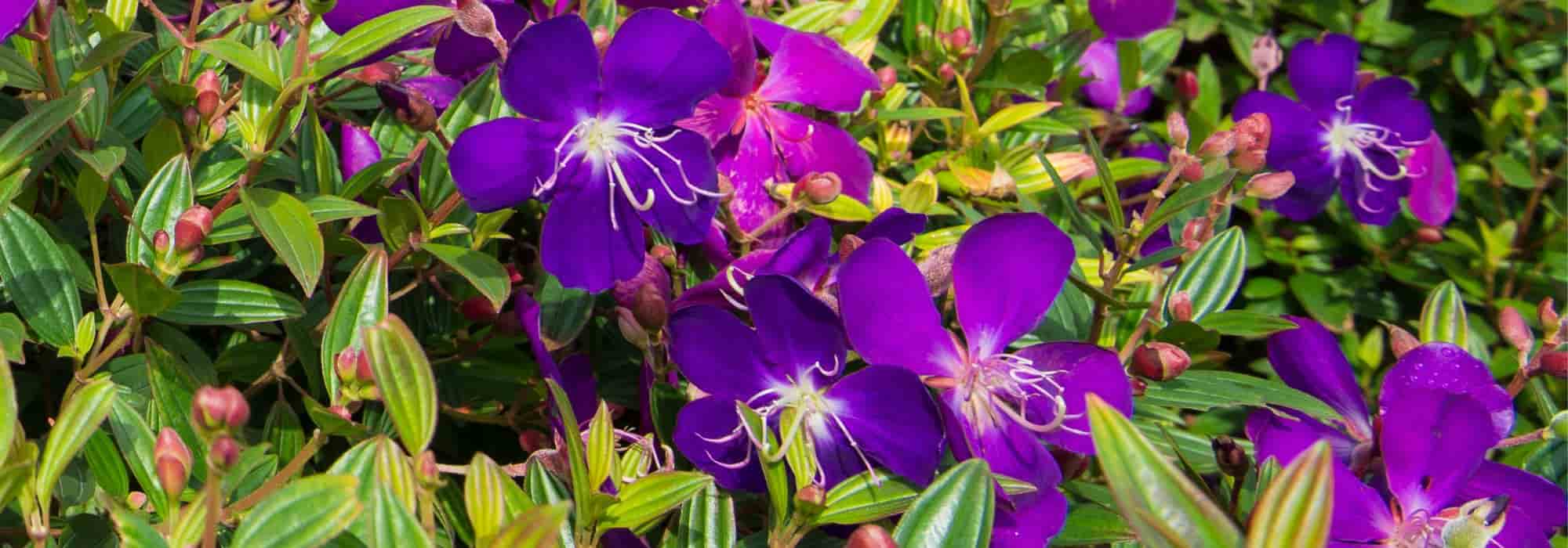 Cultivar a tibúquina em vaso