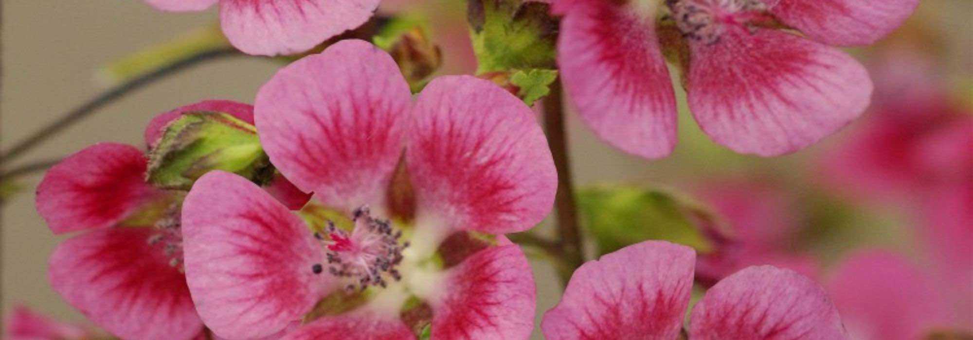 Cultivar a malva-do-cabo em vaso