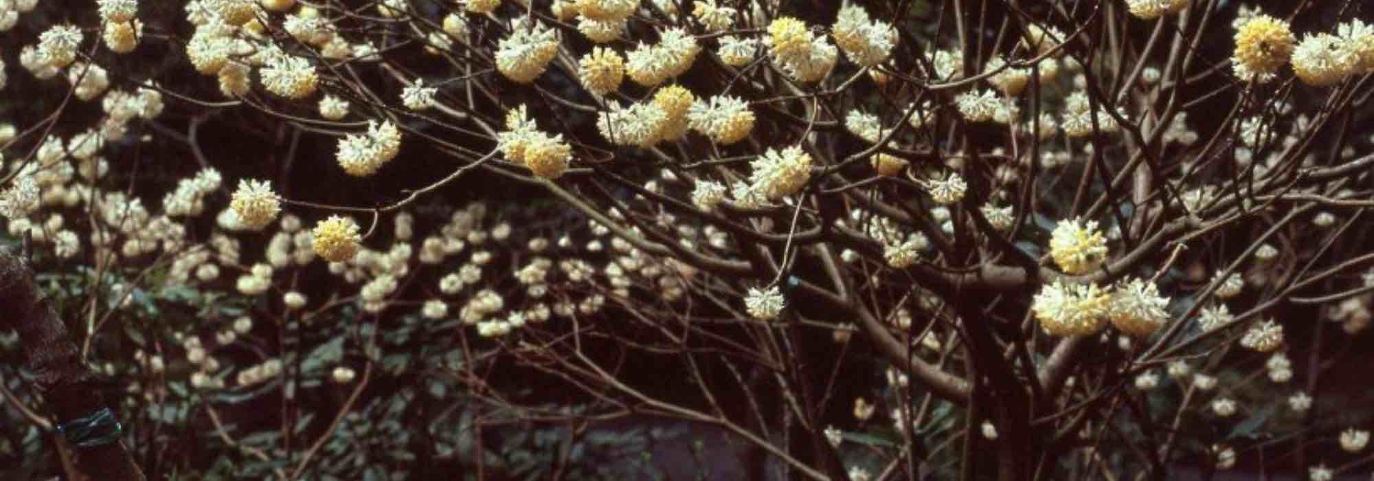 6 arbustos com floração no final do inverno