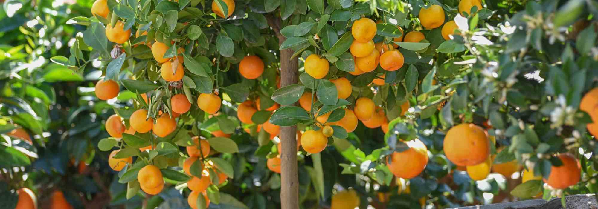 Como cultivar o calamondim?