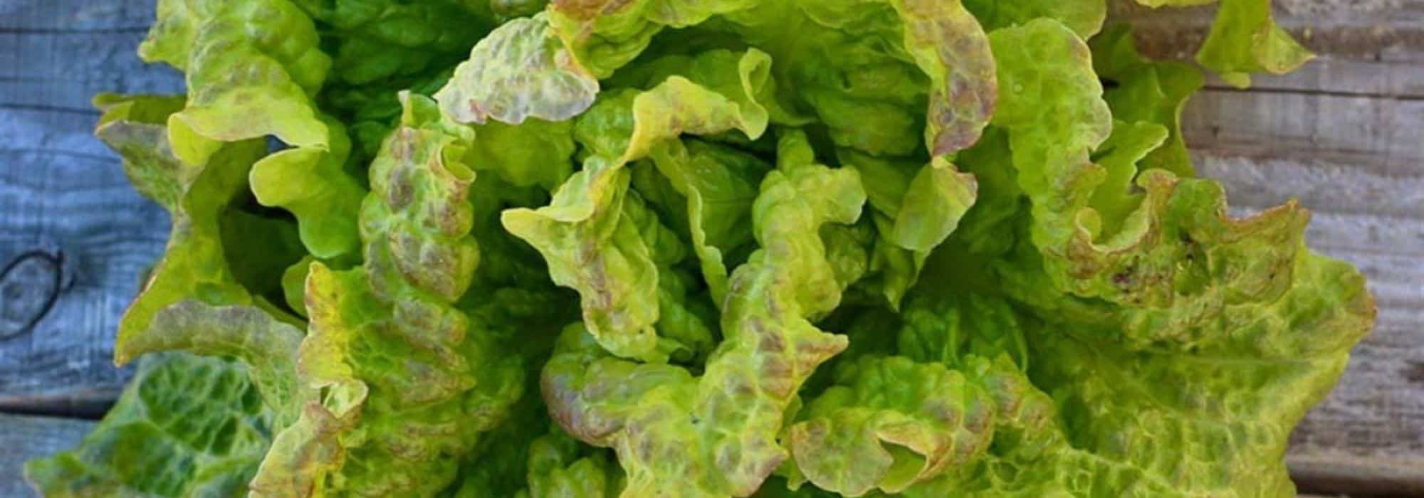 As alfaces fáceis de cultivar para principiantes