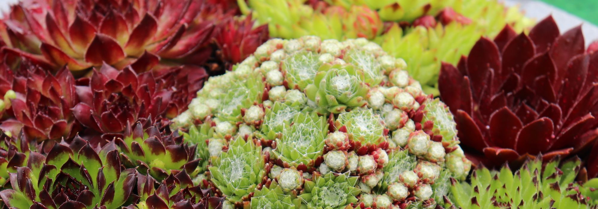 Como criar uma bela composição de plantas gordas?