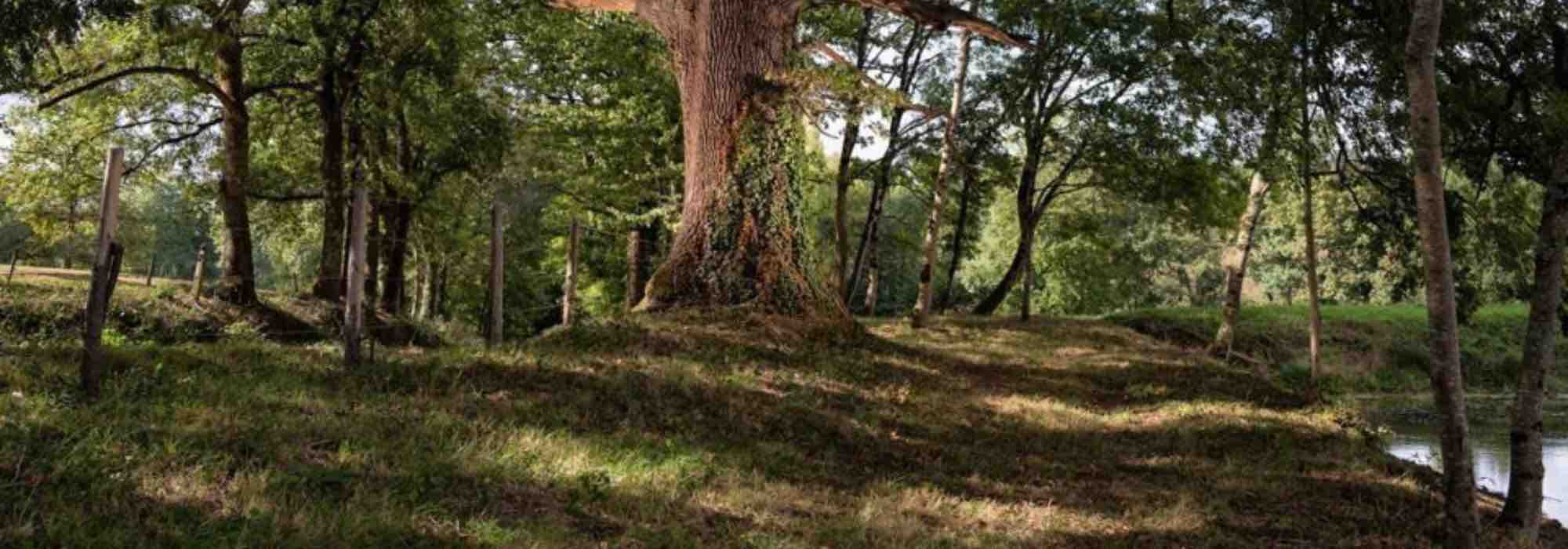 As plantas perenes que suportam a concorrência das raízes