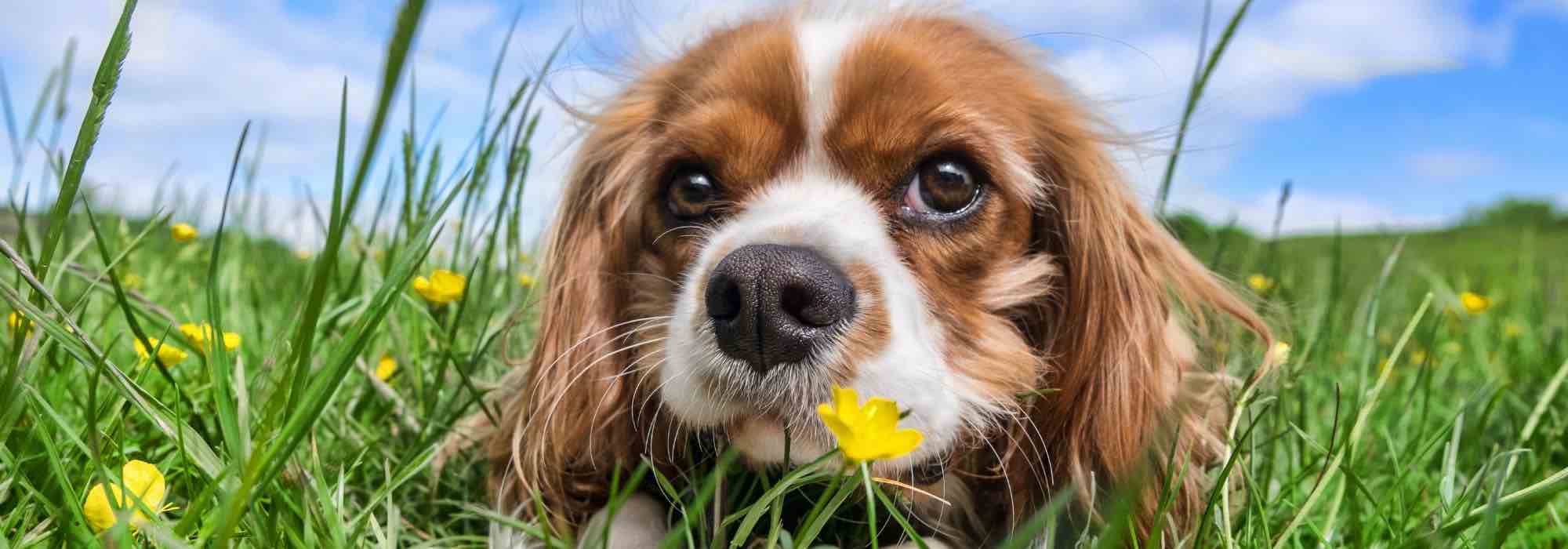 Relva e urina de cão: como manter uma relva bonita?