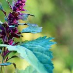Os legumes e as plantas aromáticas que se ressemeiam espontaneamente