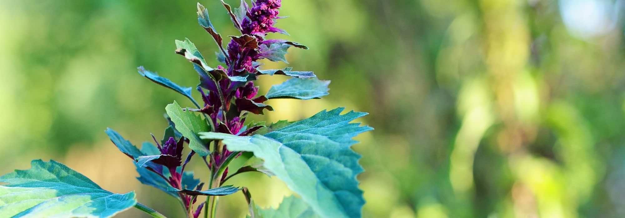 Os legumes e as plantas aromáticas que se ressemeiam espontaneamente