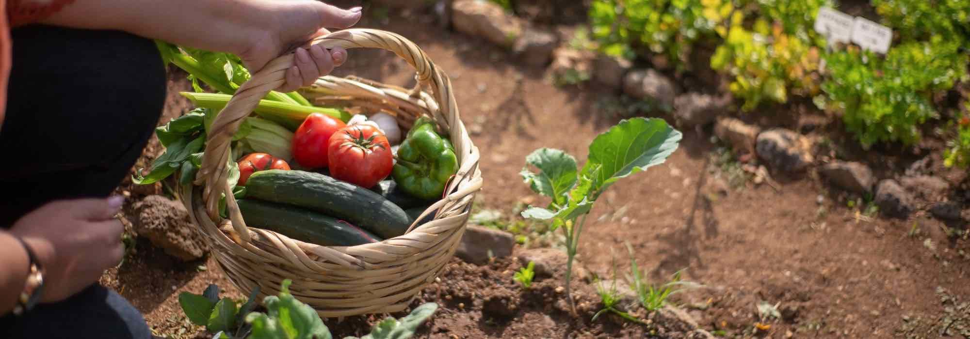 Como escolher corretamente o local da horta?