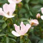 8 roseiras de flores pequenas para ter no jardim