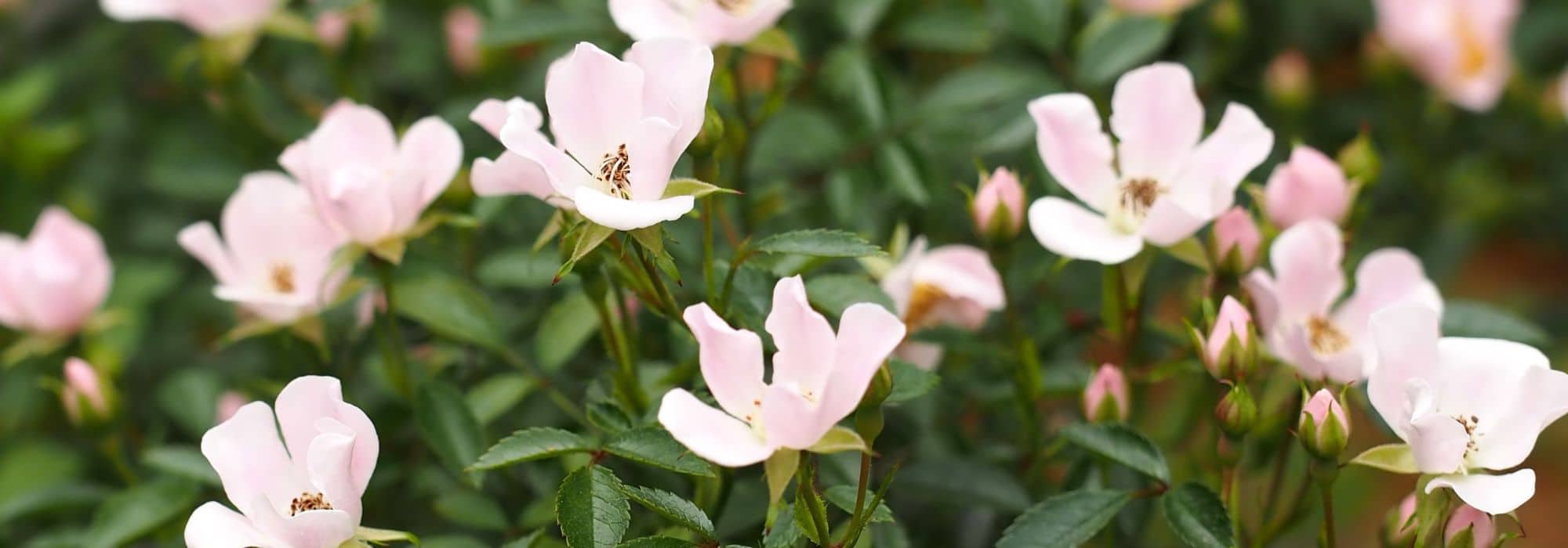 8 roseiras de flores pequenas para ter no jardim