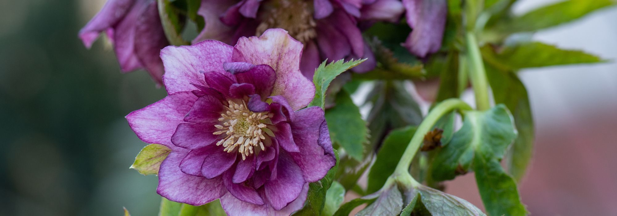 6 plantas perenes com floração no final do inverno