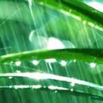 Jardinagem à chuva
