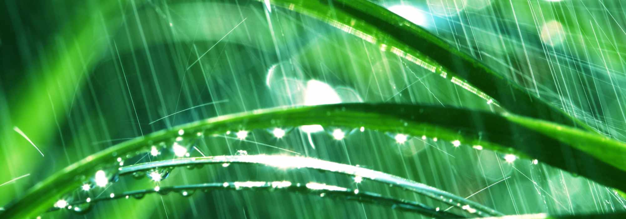 Jardinagem à chuva