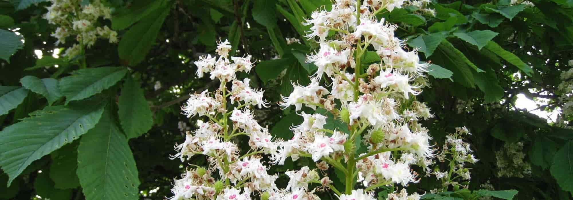 Doenças e pragas do castanheiro-da-índia