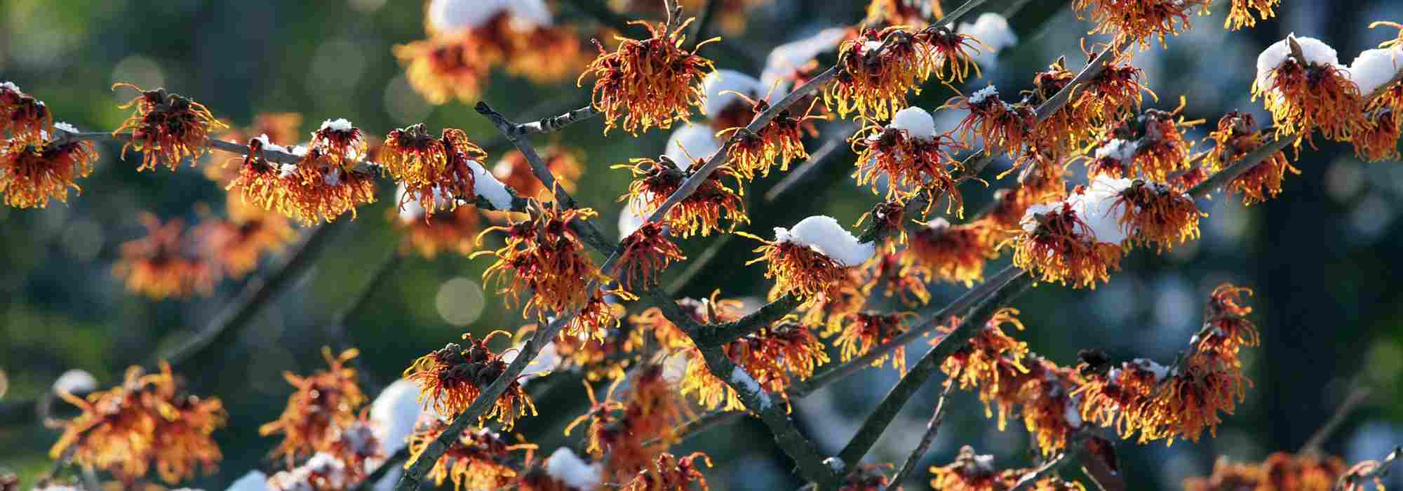 3 ideias de belos canteiros no inverno