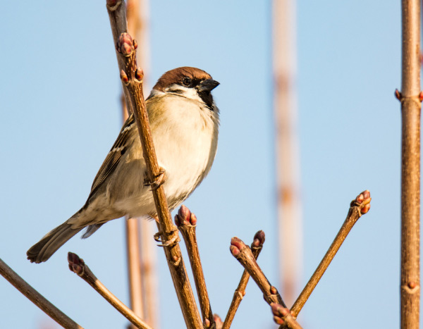 O declínio alarmante das aves: um alerta para todo o mundo vivo
