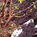 O que plantar na primavera?