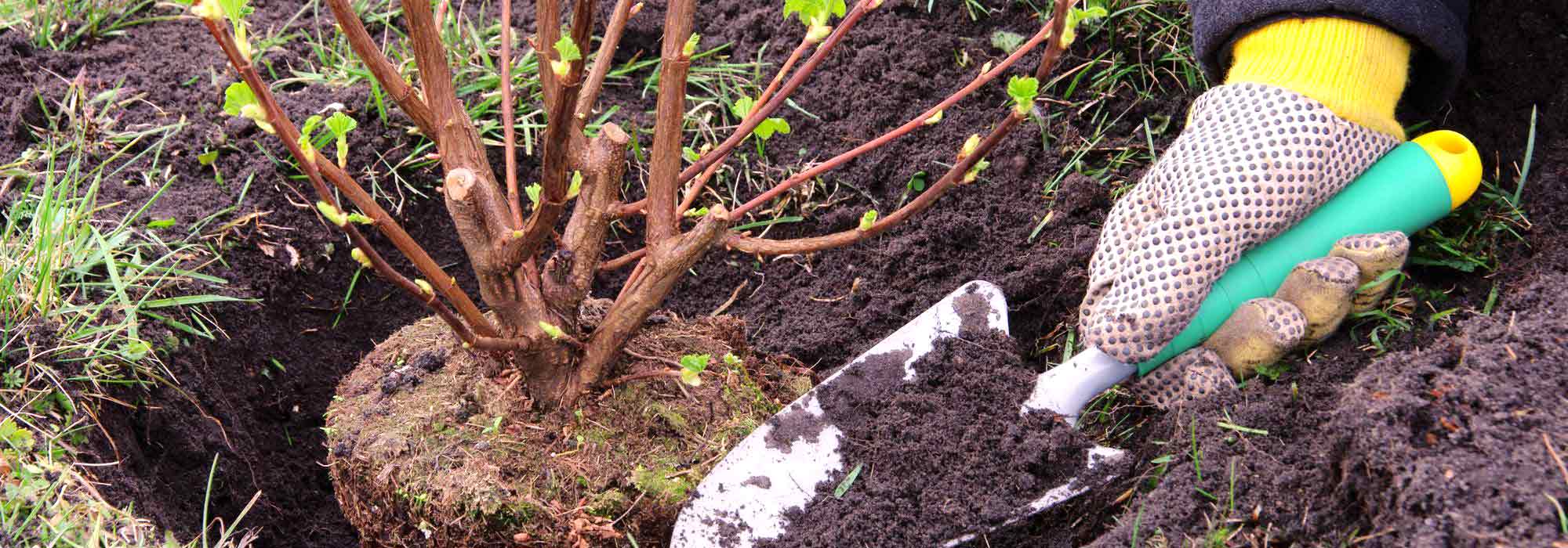 O que plantar na primavera?