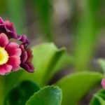 8 prímulas de floração multicolorida