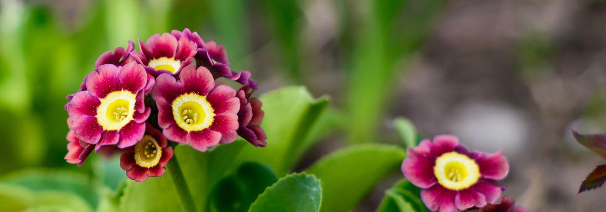 8 prímulas de floração multicolorida