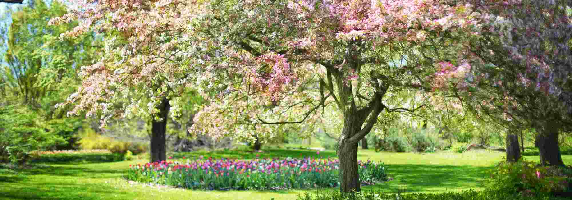O que semear na primavera?