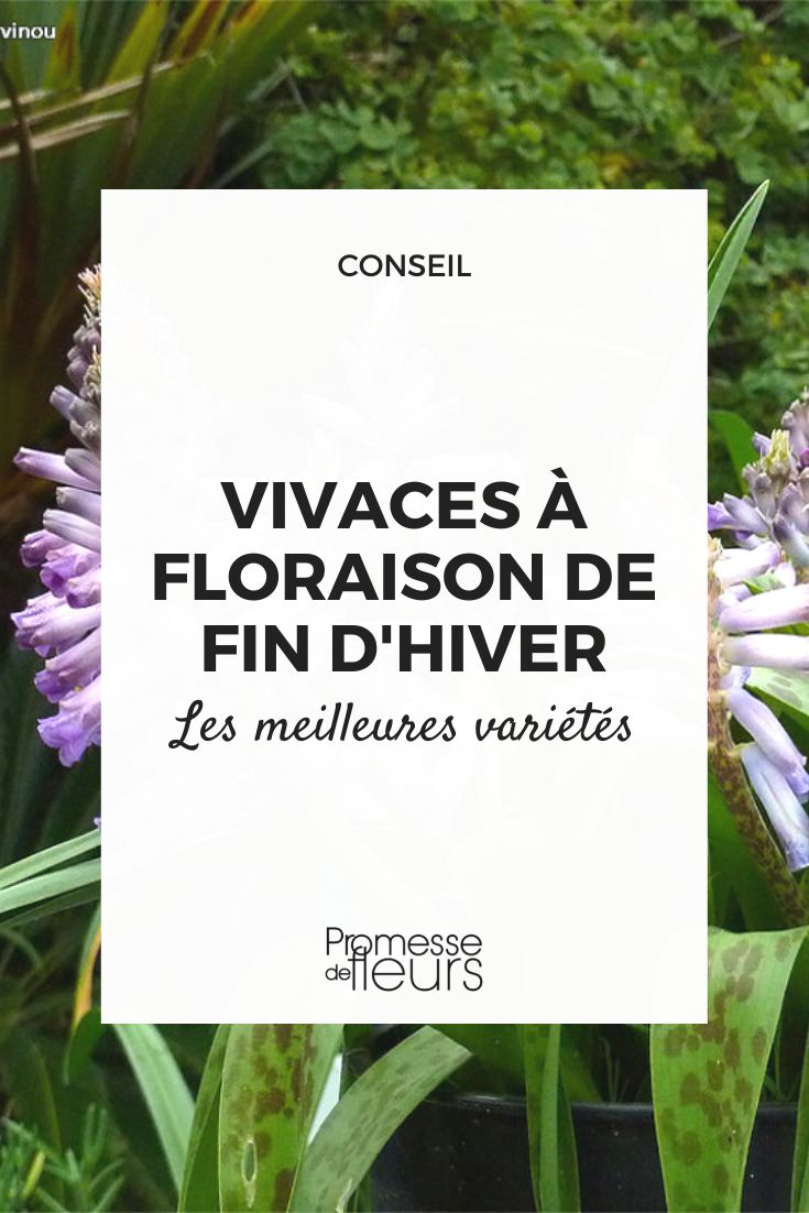 Perenes de floração no fim do inverno