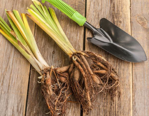 Como transplantar plantas perenes de raízes nuas?
