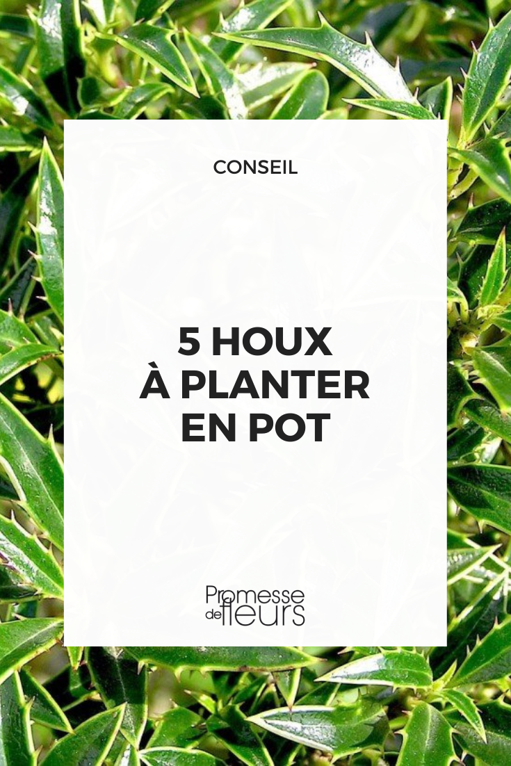 Azevinho, Ilex para plantar em floreira ou em vaso