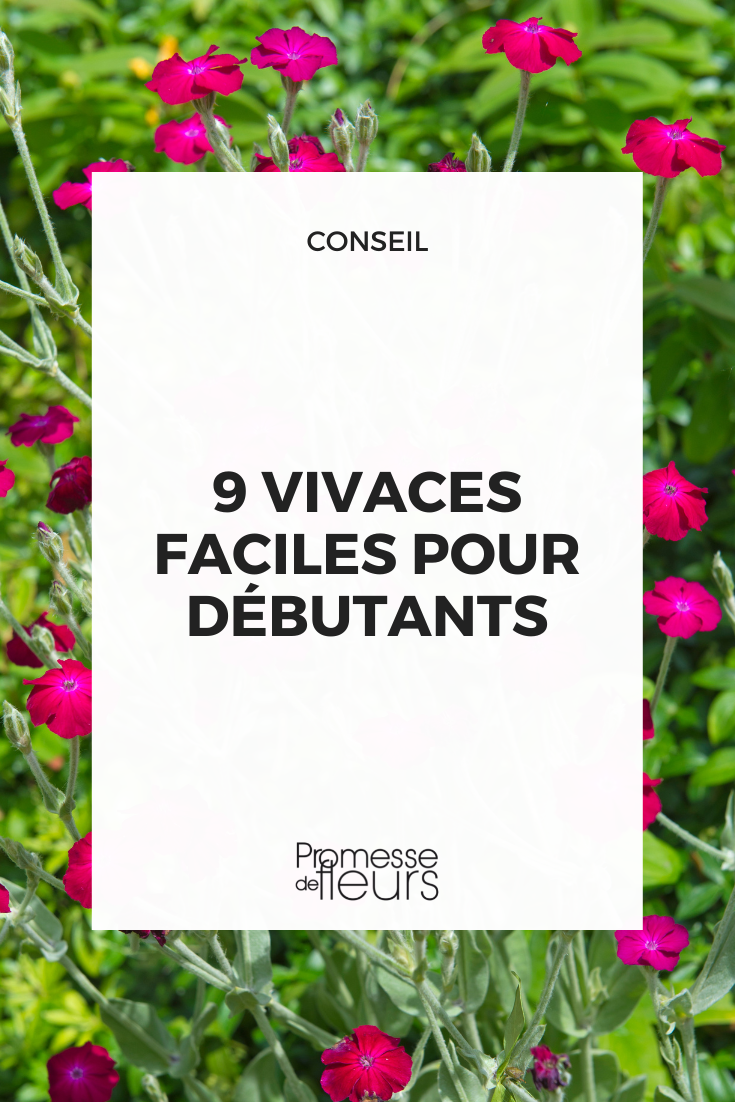 Plantas perenes fáceis de cultivar Beijos-de-freira