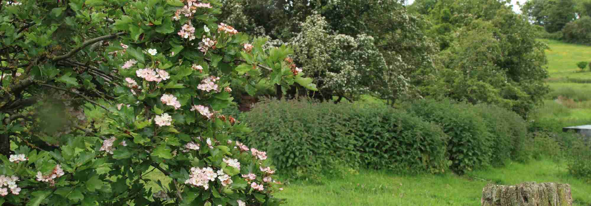 9 arbustos para uma sebe campestre