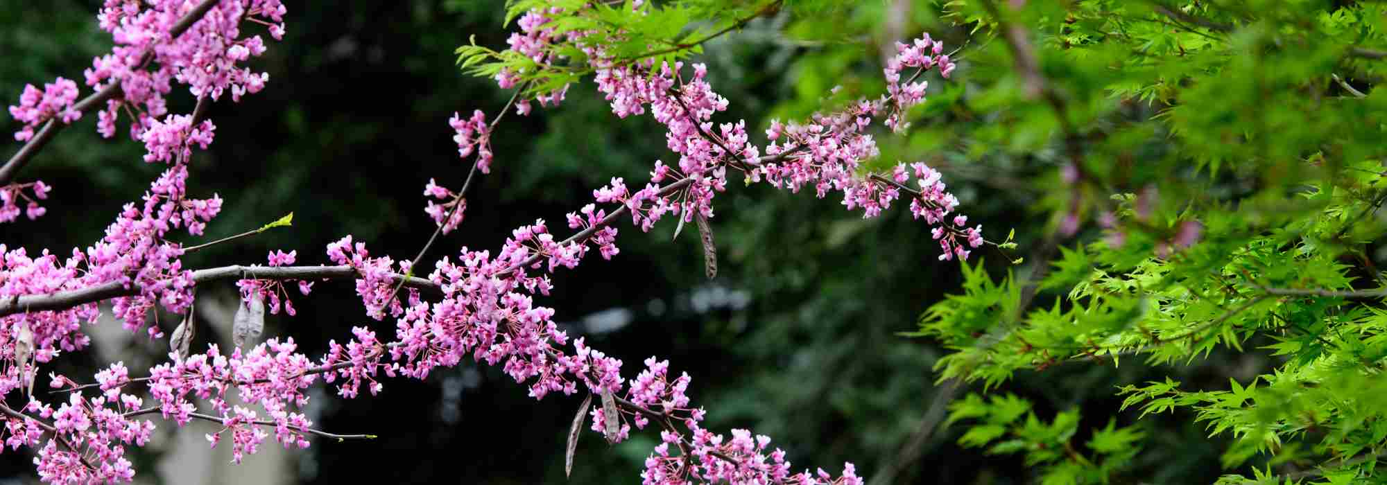Combinar a olaia
