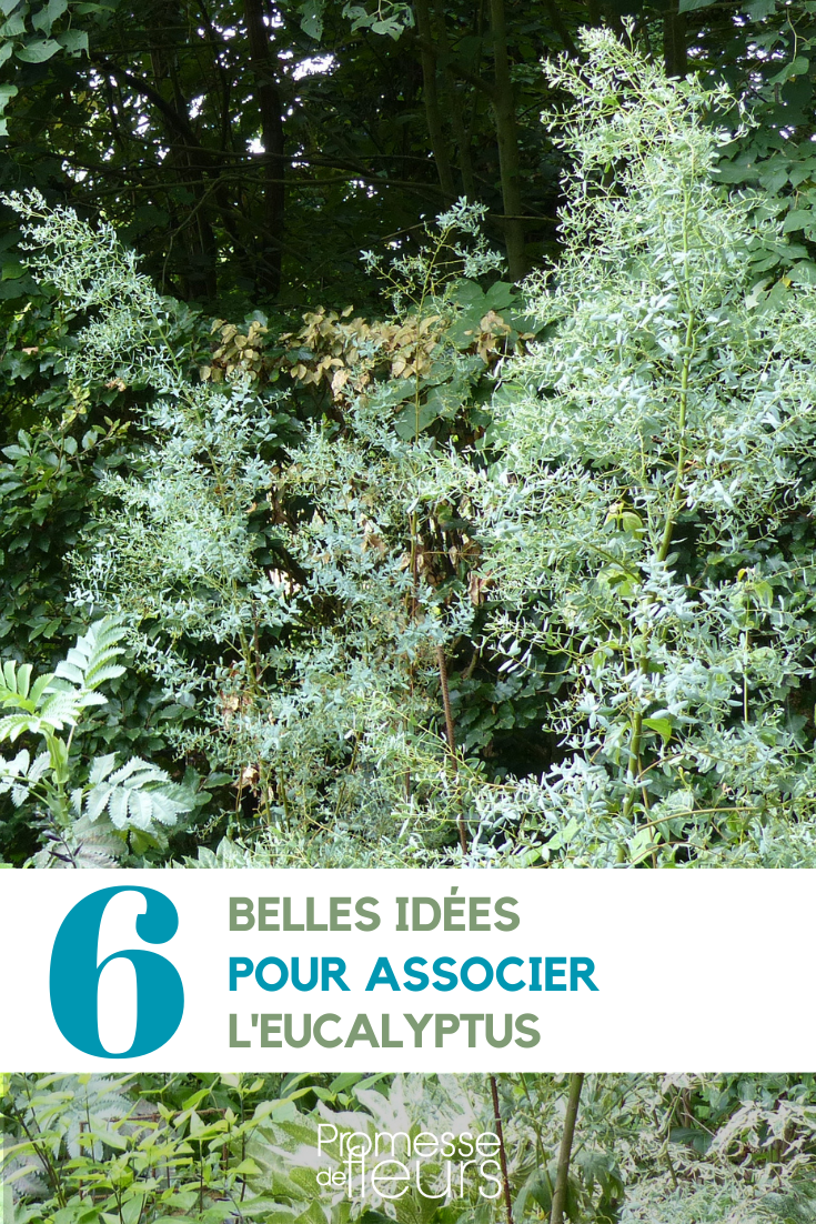 Associação de eucaliptos no jardim