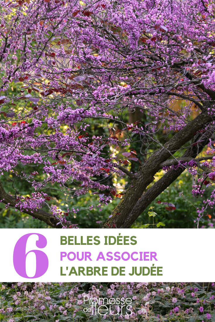 Combinações no jardim: olaia