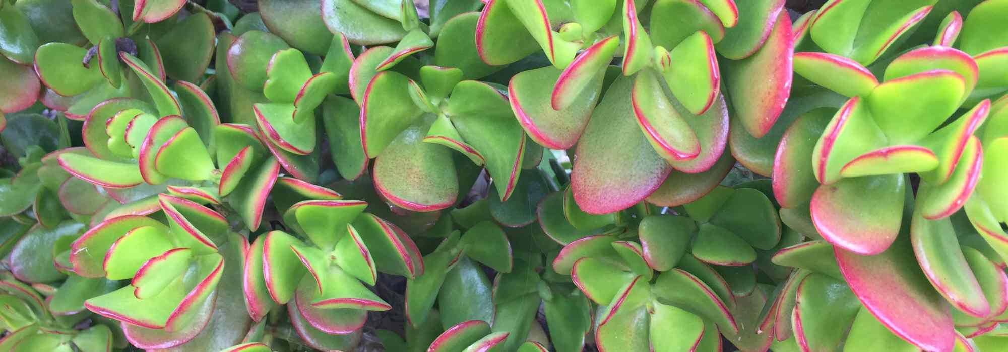 Crassula - Planta-jade: plantar e cuidar